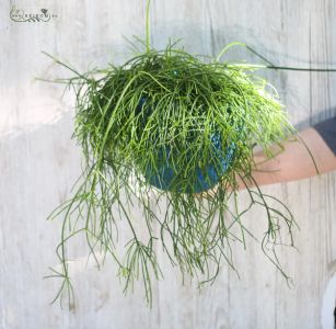 rhipsalis im topf 30cm