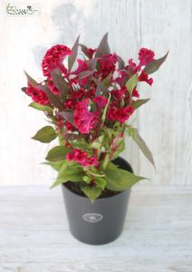 celosia in pot (outdoors) 45cm