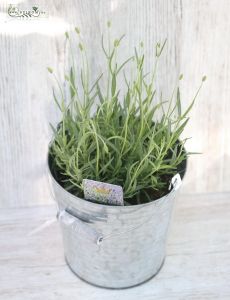 Lavendel mit Topf (im Freien) 35cm