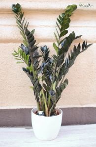 big zamio in pot 
