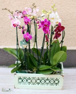 4 bunte Phalaenopsis-Orchideen in Holzkiste