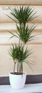 4-stieliger Dracena in einem Topf 160cm