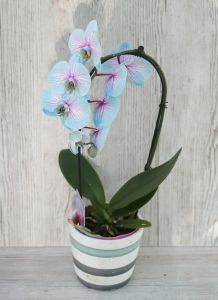 blaue Phalaenopsis (getönt)