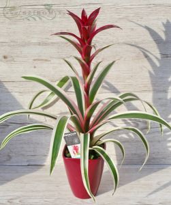 mehrfarbige Guzmania im Topf (50cm) Zimmerpflanze