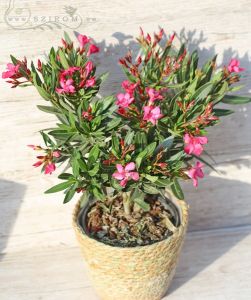 Oleander in verschiedenen Farben  im Korb (50cm) Balkon Pflanze