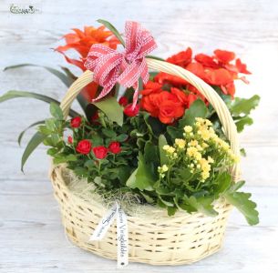 vörös-sárga növénykosár (beltéri és kültéri)
