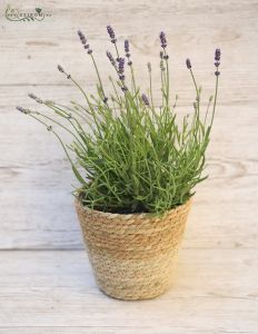  Lavander (Außenanlage)
