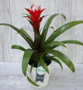 Guzmania hope with pot (44cm)