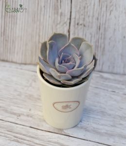Echeveria mit topf (Zimmerpflanze)