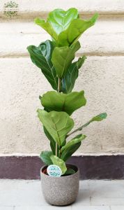 Ficus lyrata in pot, 100cm