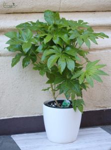 Aralia in pot (110cm)