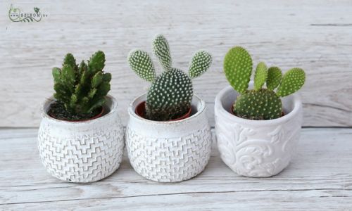 Mini opuntia, 3 db kaspóval