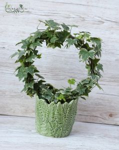 Ivy loop in pot, variegated