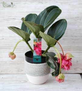 Medinilla in pot