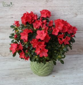 Azalea im Topf