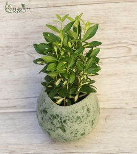 Euonymus im Designtopf 30cm