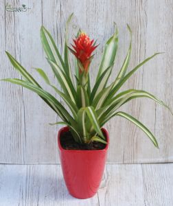 Guzmania torchita 45cm mit topf