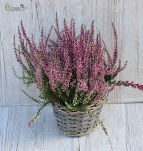 calluna im Topf