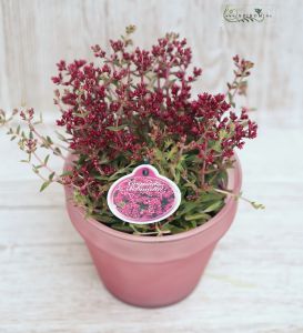 Crassula schmidtii in pot