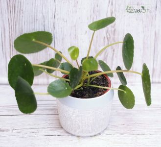 Pilea im Topf