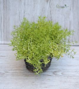 Sedum yellow star kosárkában (kinti!)