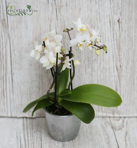 Mini Orchidee im Topf