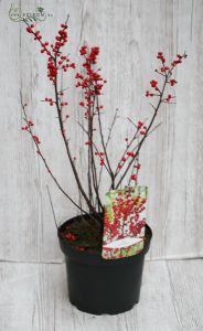 Ilex bokor (kinti)