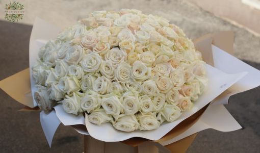 150 white roses in bouquet