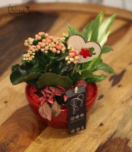 Plant arrangement, calanchoe, fittonia, spatiphilum, wooden heart