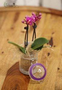 Mini phalaenopsis üvegcsében