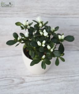 Kleine Azalea im Topf - Haus oder Garten Pflanze