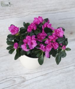 Azalea im Topf - Haus oder Garten Pflanze