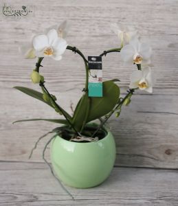 Herzförmige Phalaenopsis Orchidee im Topf