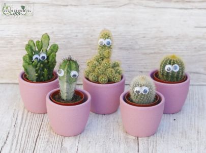 Cactus with eyes in pot, 1 piece!