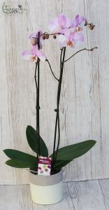 Two colored phalaenopsis in pot