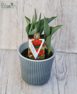 red tulips in pot - outdoors
