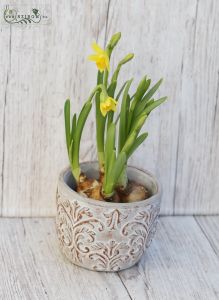 Daffodil in pot - outdoors
