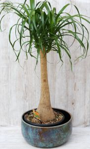 Nolina big, in exclusive pot, Beaucarnea Recurvata, 90cm