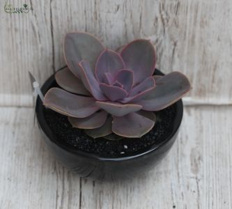 Succulent in ceramic pot 18cm