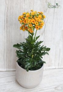  Kalanchoe 'exotic Orange Meadow' in special metallic color pot