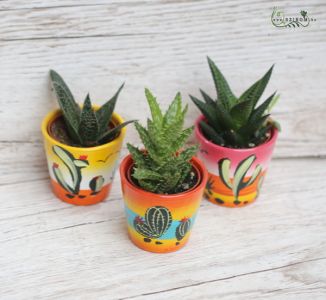 small succulent 1 piece