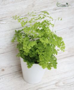 adiantum in pot