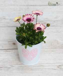 Osteospermum kaspóval (kinti)