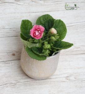 gloxinia in extra metallic pot