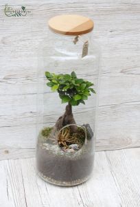 bonsai in florarium 50cm