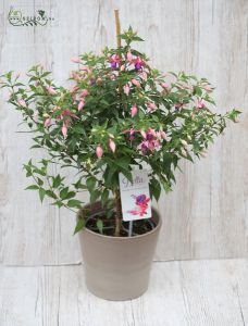 Fuchsia with pot (outdoors)