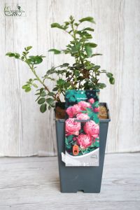 englische Rose zum Pflanzen