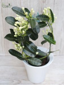 Stephanotis kaspóval 