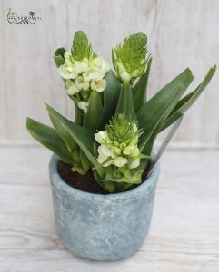 Ornithogalum with pot
