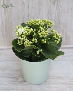 Calanchoe in pot in a different colors